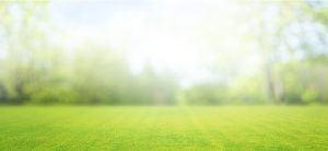 Header Background - a sunny day